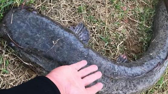 |男子野钓收获10斤大鱼，没来得及高兴就被告知不能吃，怎么回事？