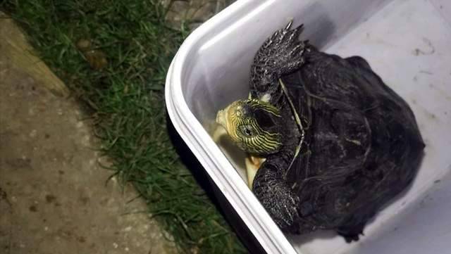 湖南|湖南一男子户外夜钓，神秘生物爬上脚背，吓得直接从凳子上跳起来