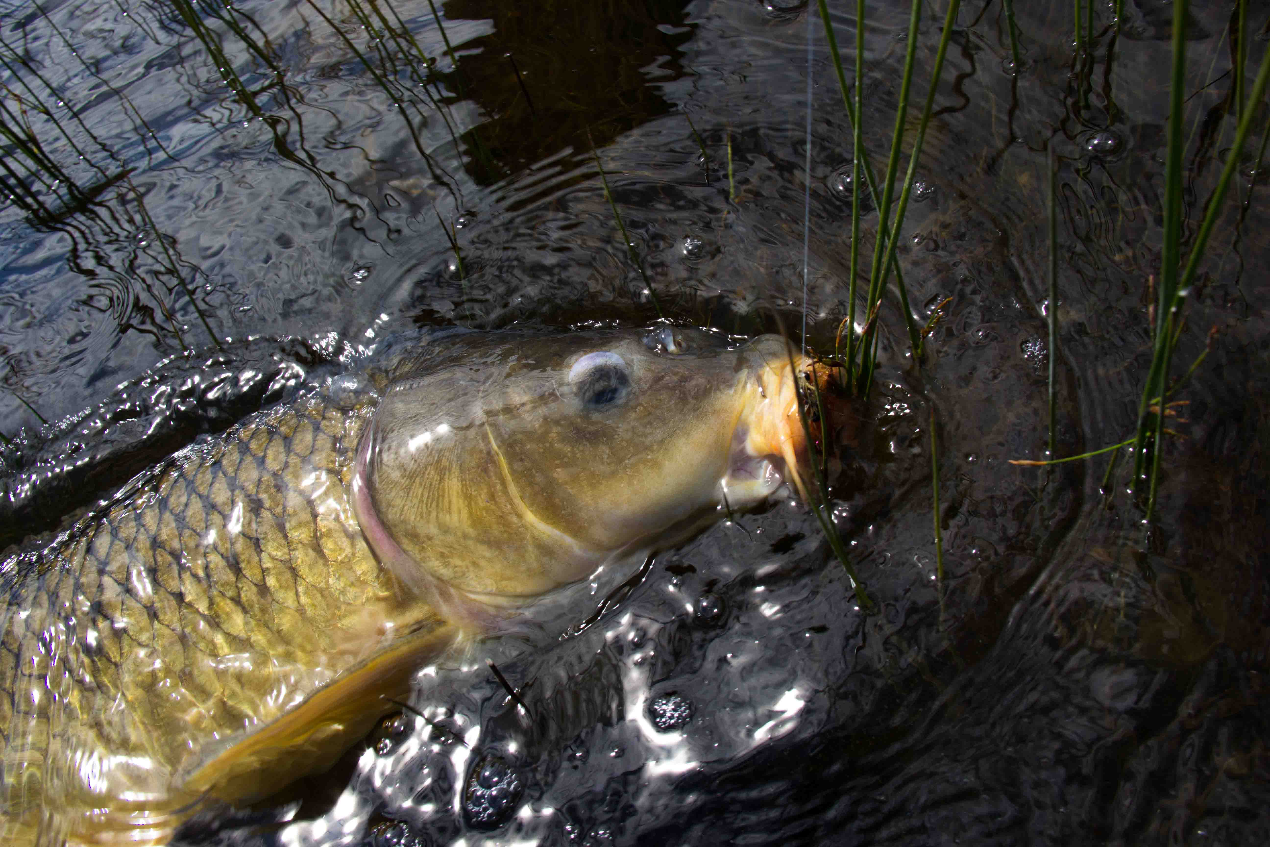 |我可能真是钓鱼人中的“奇葩”，不仅喜欢夜钓还喜欢钓阴雨天