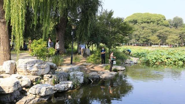 北京市|北京值得去的公园，现有各种植物约19.95万株，深受当地人的喜欢