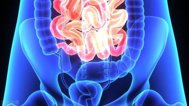 枸杞|为什么修复肠道黏膜？肠道上皮细胞受损可能与糖尿病等疾病有关