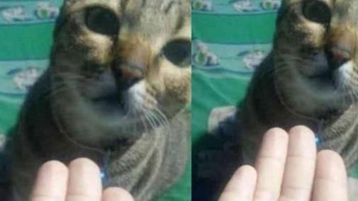 女孩救了只流浪猫，第2天收到了一份“惊喜”，推门一看笑晕了