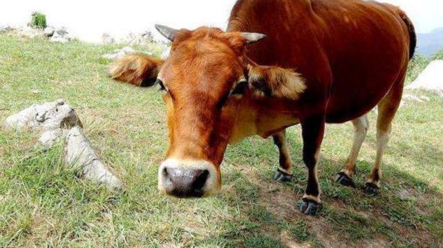 穿衣搭配|运势欠佳也不担心，属牛人想方设法扭转运势，在职场乘风破浪