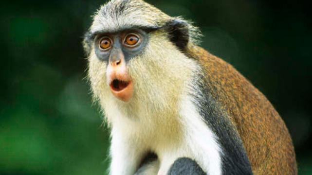 便当|在职场中不怕犯错，不懂就问不会就学，属猴人迎来事业转机