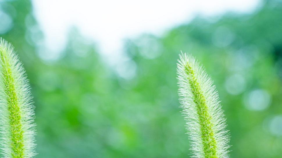 护士站的一抹绿