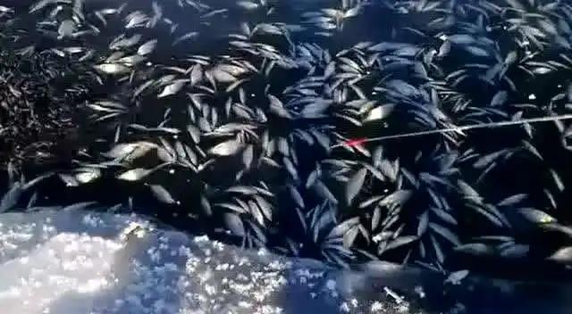 |为什么许多人喜欢把钓到的小鱼扔在岸边，而不是放掉？有何利弊？