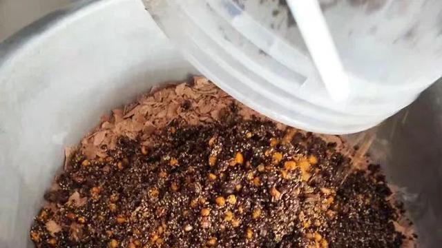 |钓鲤鱼并非只能用玉米，这4种窝料都是鲤鱼最爱，老钓友都知道