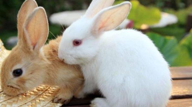 属兔|属兔人亲手打造避风港，往后余生，他们砥砺前行为父母遮风挡雨