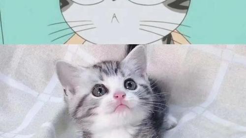 蓝猫|你知道动漫中的猫，卡鲁宾，汤姆，起司，黑猫警长都是什么猫吗？