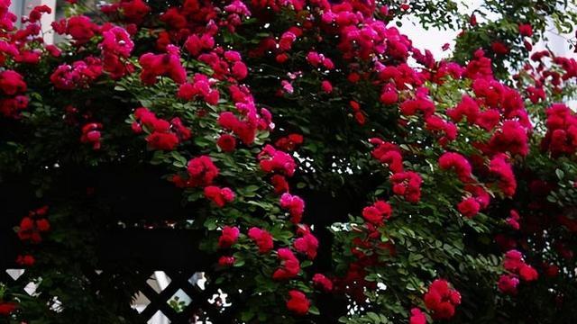 家里如果有庭院，不妨就种上这种花，开起来非常的好看