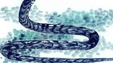 生肖|工作稳定生活幸福，属蛇人转角遇贵人提携，在职场春风如意