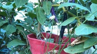 利用废旧地毯和烂袋子种菜够全家吃1年，我家也准备这样种！