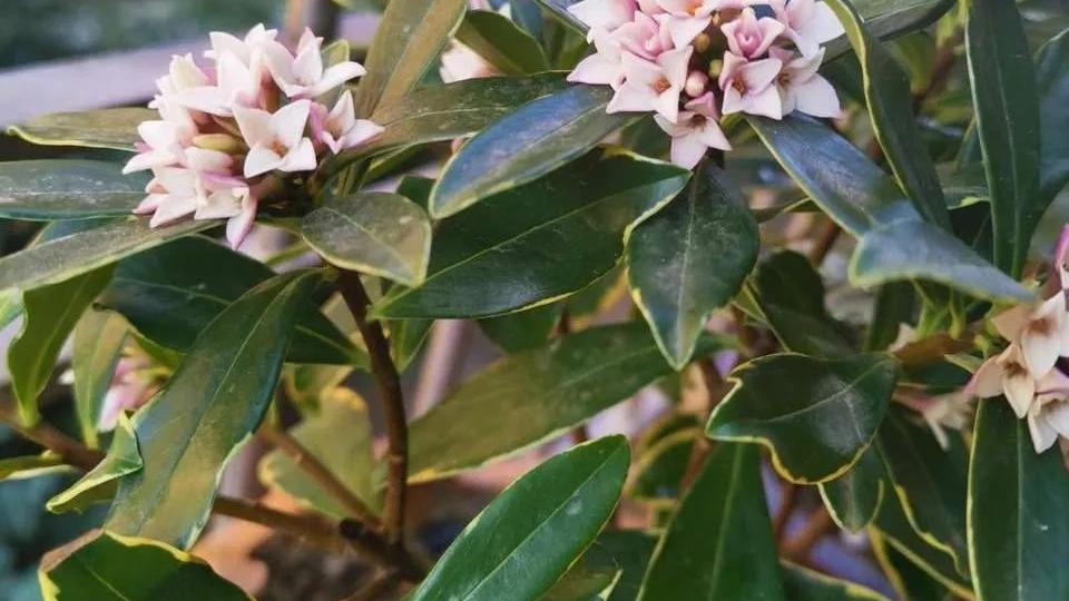 这些香喷喷的漂亮花，室内放两盆，满屋飘香，让人更舒服！