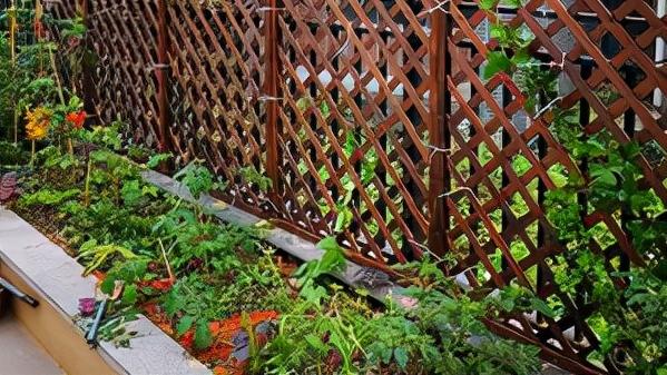 庭院围墙怎么选？竹篱笆、木栅栏、绿篱，总有一款适合你