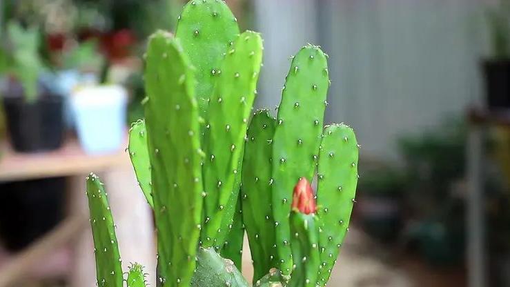 想求财反而泄财的布局，很多人都犯错了