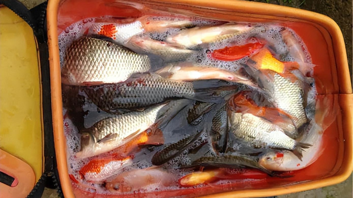 四川省|四川一野河出现大量“彩鲤”，钓鱼人：整条河里到处都是