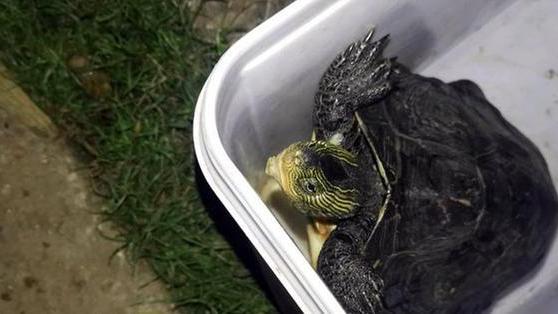 湖南|湖南一男子户外夜钓，神秘生物爬上脚背，吓得直接从凳子上跳起来