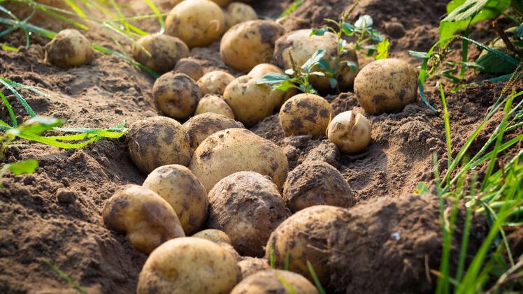 土豆|市面上的土豆越来越大是用了膨大剂吗？对身体有害吗？告诉你真相