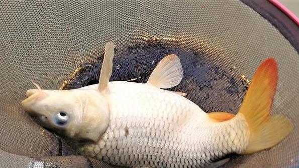 |这些饵料随手可得，钓鱼效果不比商品饵料差