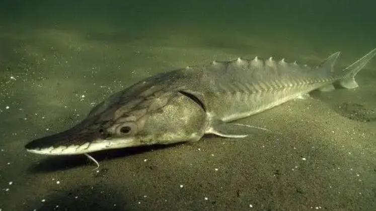 长江鲟|重庆钓友钓到长江鲟不放生, 喜获1+1大礼包, 判1年罚1万, 何苦来哉