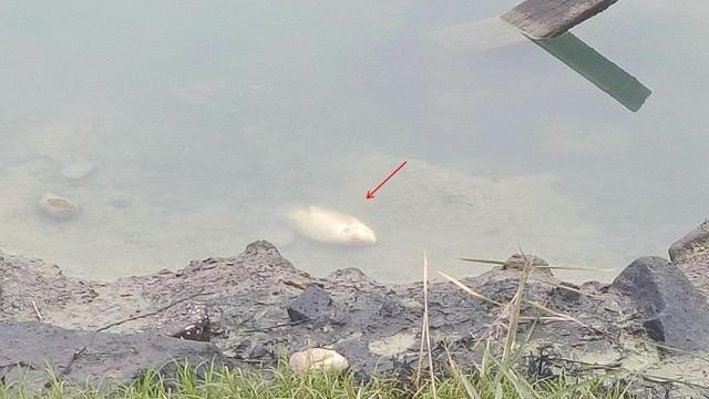 罗非鱼|福州钓友去钓鱼，发现数斤重的罗非鱼漂在河边，冻晕了？
