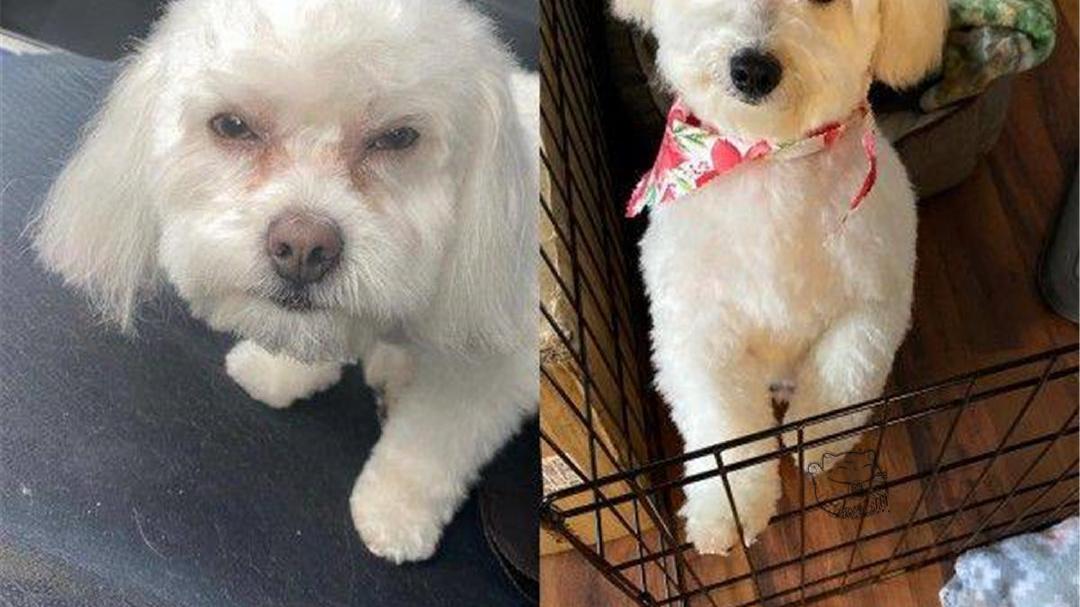 爱犬美容完后性情大变？最后的真相有点搞笑