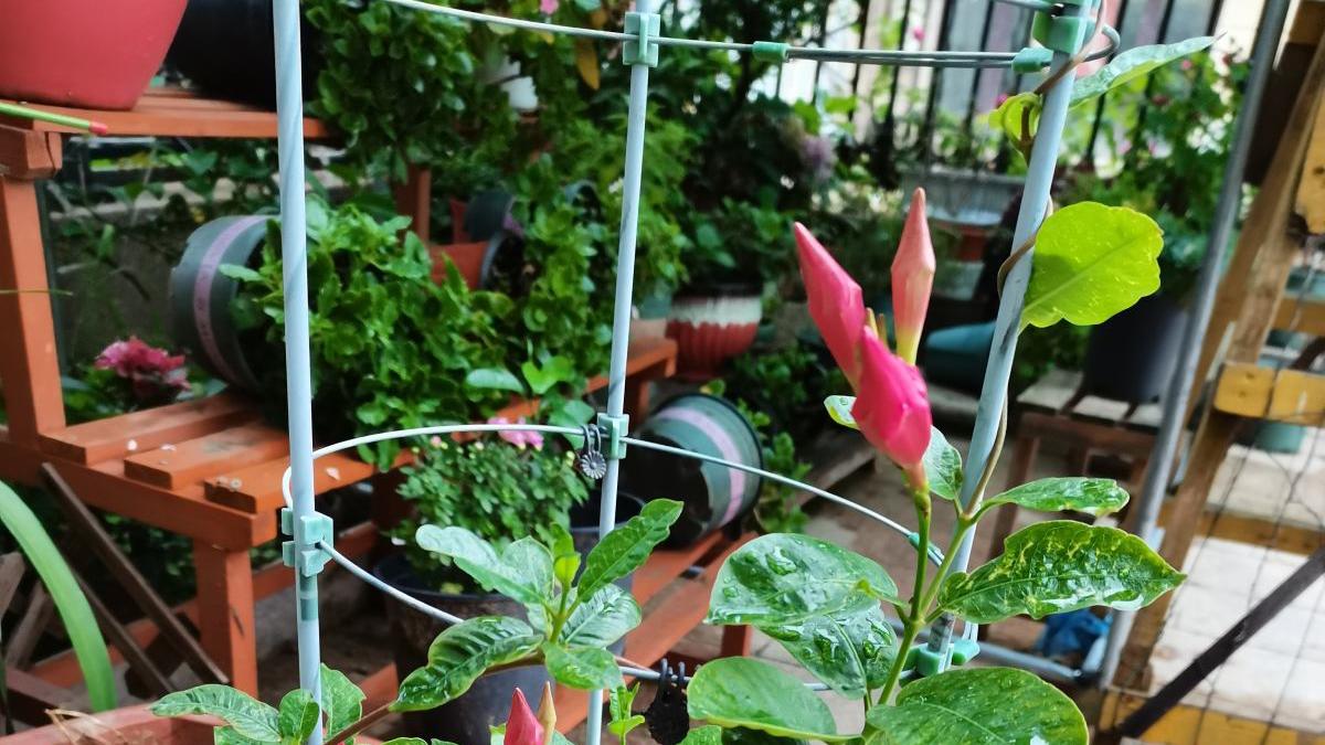 封闭阳台想要变大花墙，养4种爬藤花，半年变花墙，开花比月季美