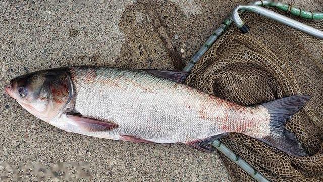 鲢鳙|野外垂钓鲢鳙，除了“邓氏钓法”，还有哪些关键点要掌握？