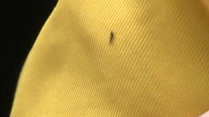 紧急提醒！最近少穿黄色、绿色衣服出门