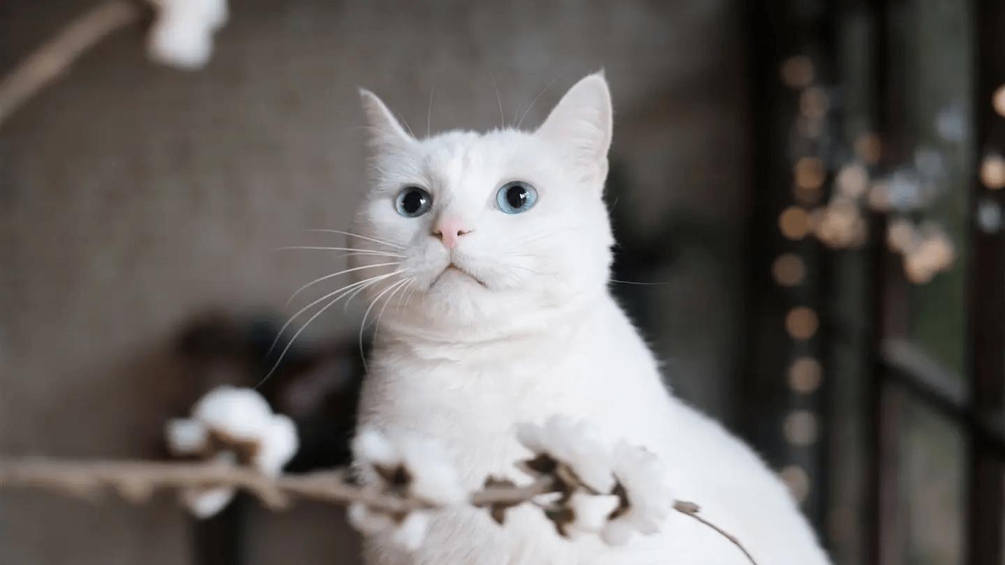 猫咪为何突然“攻击”主人？这些原因你要知道