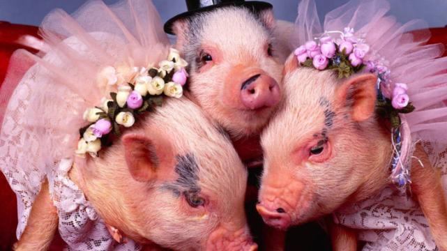 |职场中遇到磕磕绊绊很正常，属猪人会拼尽全力，扭转职场危机