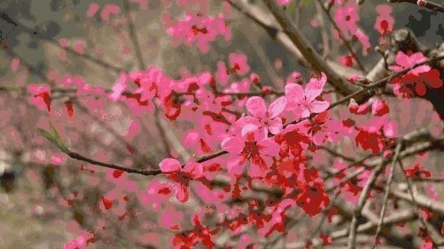 海岛|诺鲁孜节 丨 准备好正式迎接春天了吗？