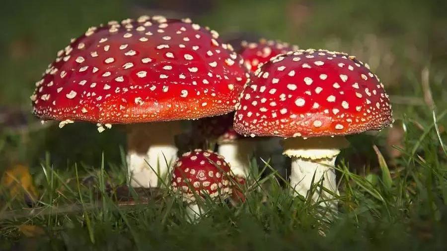蘑菇|云南野生菌中更毒的是白伞伞和灰伞伞，你知道吗？