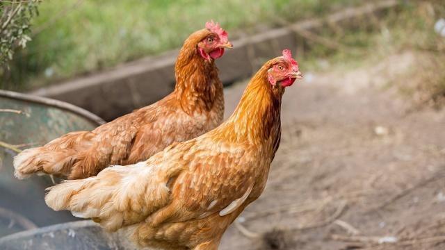 |鸡身上的3个器官含有寄生虫，尽量要避开，可有些人还喜欢吃！