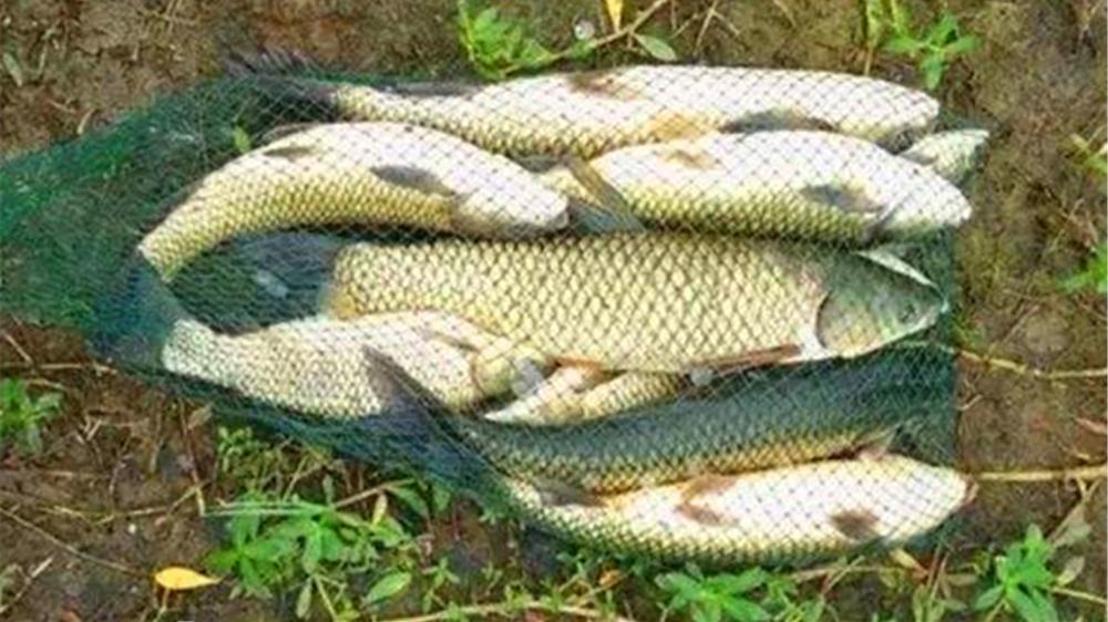 草鱼|夏季钓草鱼，这些自制饵料有奇效，饵料对了口，大草鱼连竿上