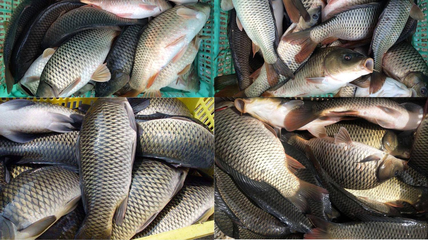 鲤鱼|钓鲤鱼的小黄面还可以自己制作？新鲜的小黄面，钓鲤鱼效果很好