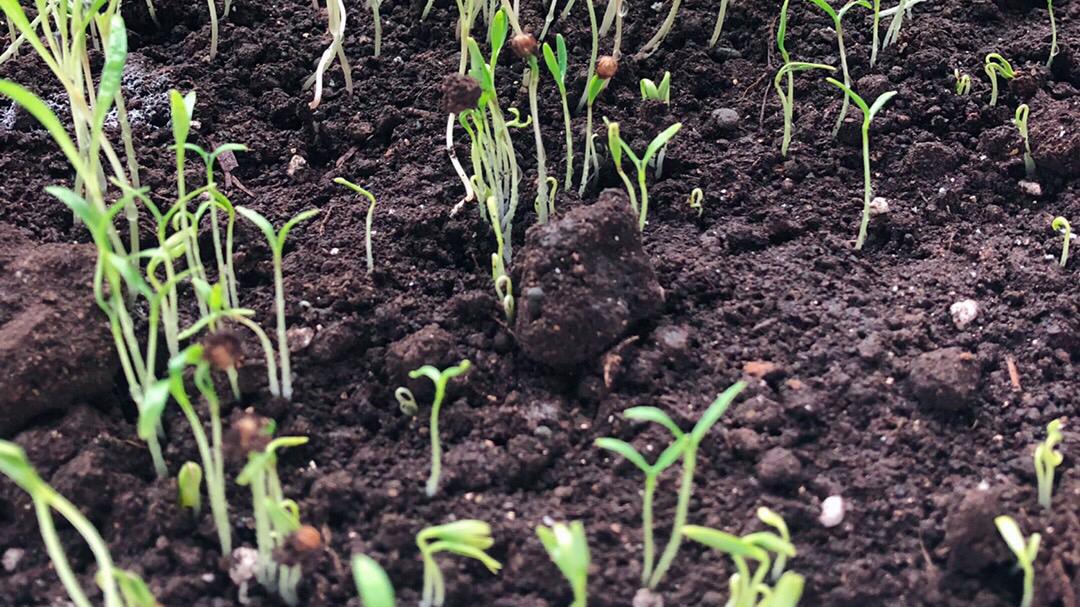 叶子很大的蔬菜，阳台就能种，从播种到收获只要20天