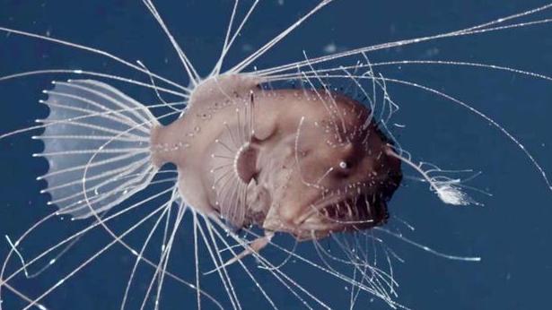 |丑到爆的安康乃人间美味, 雄安康堪称鱼界软饭王, 找不到雌鱼就变性