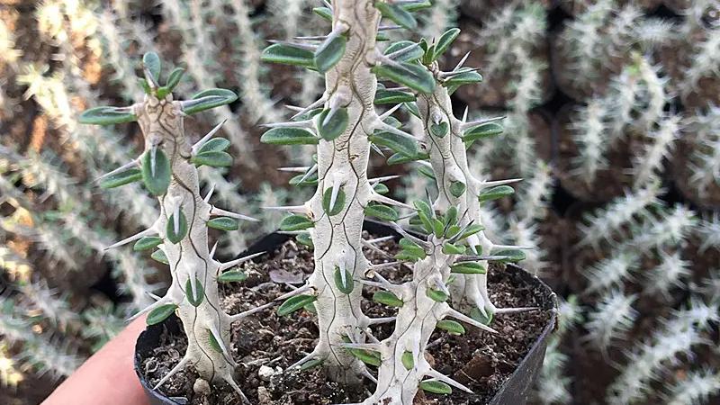 龙吟师傅浅谈哪些东西不能放在婚房中