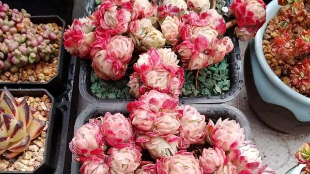 这些多肉越小“价格”越高，自带“仙气”滤镜，暗香弥漫惹人醉