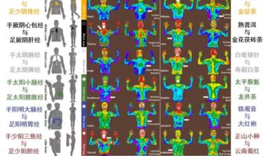茶叶|喝茶能打通人体经络？复旦大学研究：不同茶叶有相应归经，靠谱吗