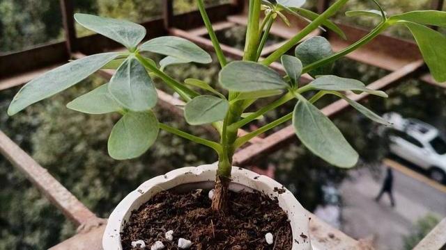 刚装修的房子养啥花？4种绿植，漂亮好养越长越旺，空气好身体棒