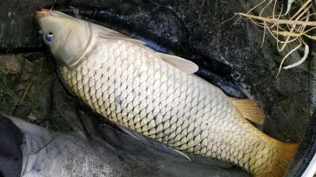 饵料|夜幕降临雨淅沥，只要牢记钓浮钓底的法则，那就是保护的好时机