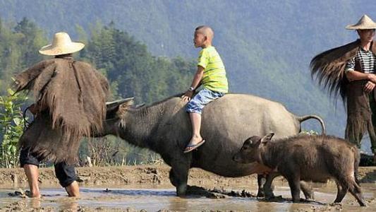 |好运临门事业红红火火，生肖牛不负众望，在职场中站稳脚跟