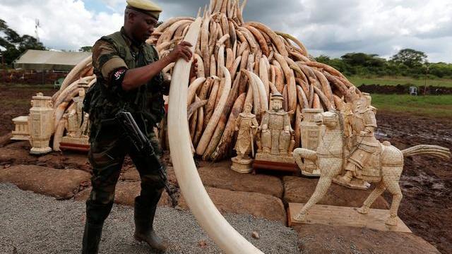 文玩|文玩圈的“一红二黑三白”，背后隐藏着残忍至极的杀戮