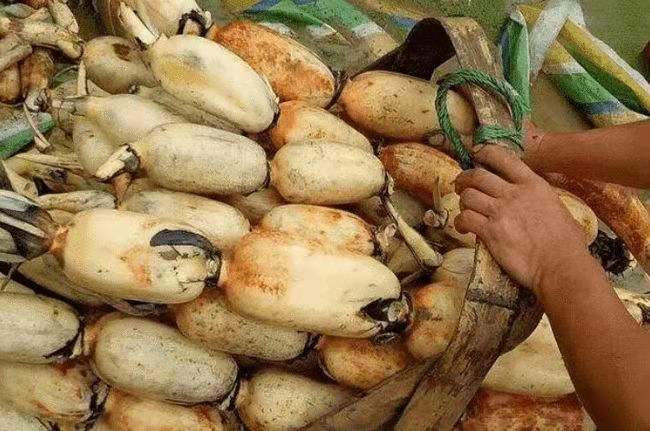 蔬菜|有虫眼的蔬菜才安全？专家：冬季不打农药的蔬菜，当家人建议收藏