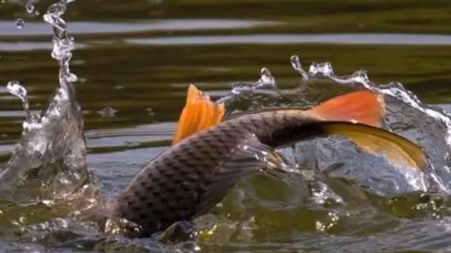 水库|保定一男子水库放生三十斤巨鱼, 说声走吧鱼才走, 为何鱼徘徊水面？