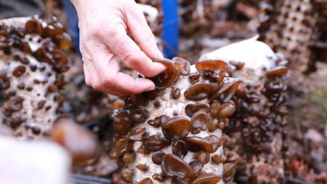 真的有商家会在食品上使用甲醛吗？