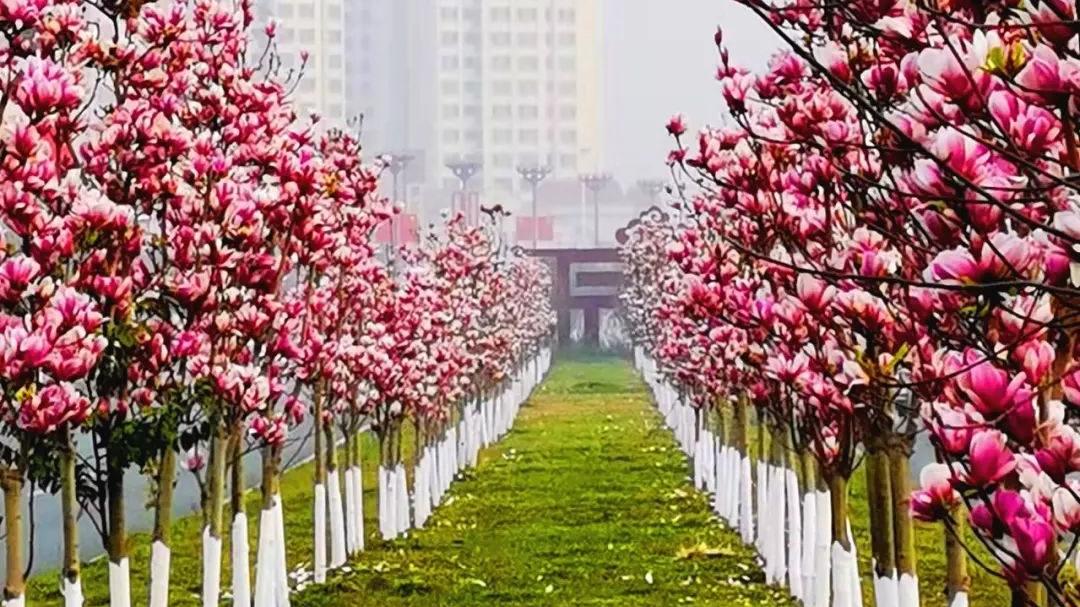 贵州|这个春天，闯进彭山的“花花世界”！