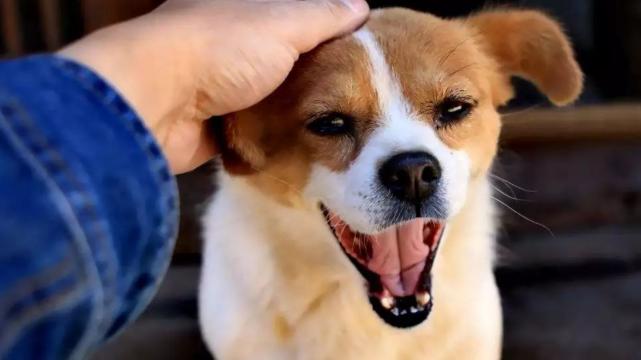 boss直聘|旺气十足的属狗人，虎年一整年大吉大利，携手好运飞黄腾达